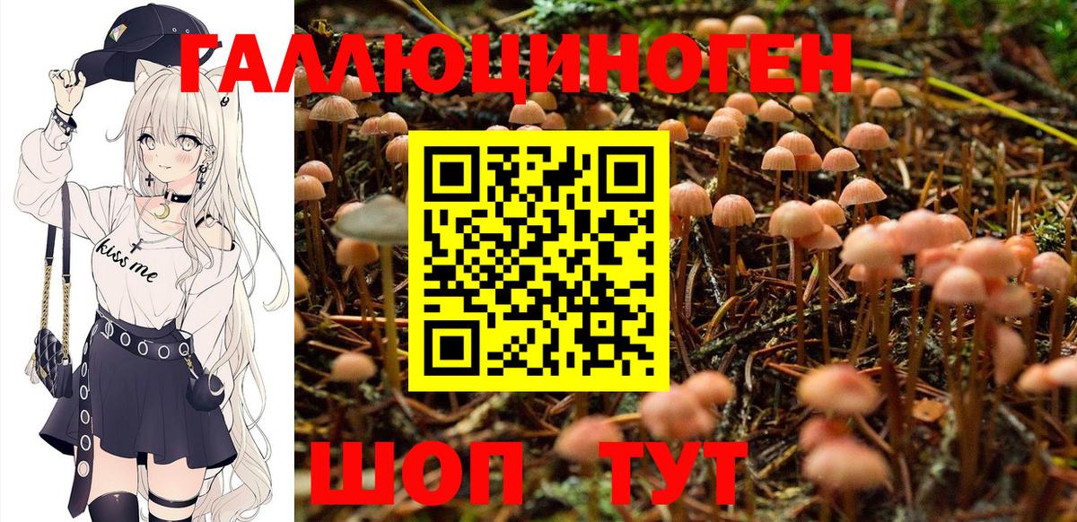 Ижевск  Галлюциногенные грибы Cubensis  Вход с VPN 